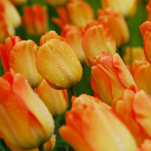 Daydream Darwin Hybrid Tulip