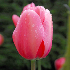 Pink Impression Darwin Hybrid Tulip