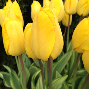 Yellow Wave Collector Series Tulip