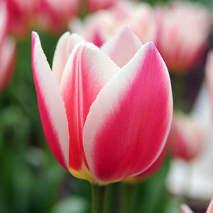 Candy Apple Delight Series Tulip