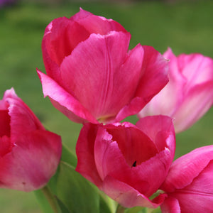 Lady Van Eijk Darwin Hybrid Tulip