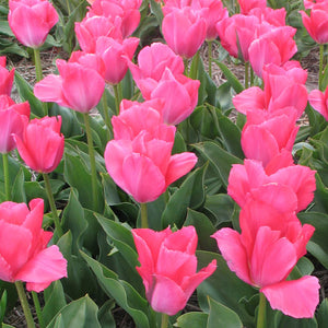 Lady Van Eijk Darwin Hybrid Tulip