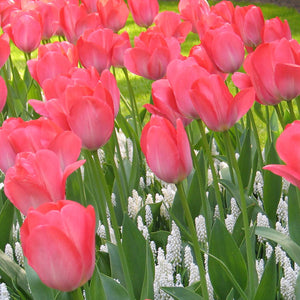 Van Eijk Darwin Hybrid Tulip