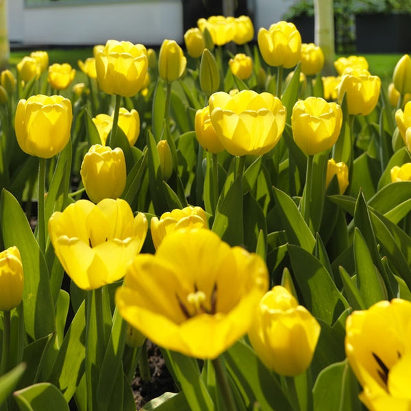 Golden Parade Darwin Hybrid Tulip - Botanus