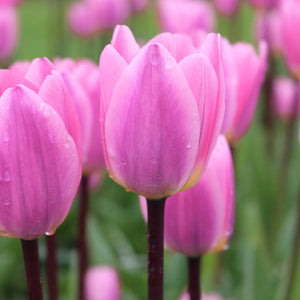 Light and Dreamy Darwin Hybrid Tulip