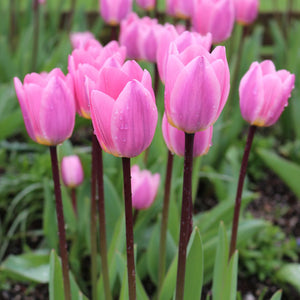 Light and Dreamy Darwin Hybrid Tulip
