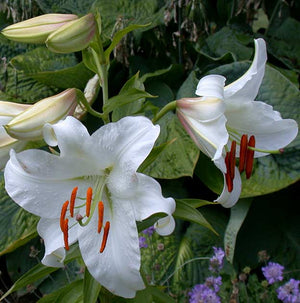 Casablanca Oriental Lily