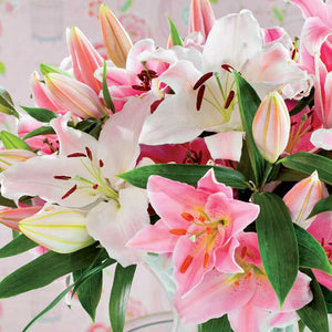 Oriental Lily Mix