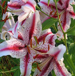 Dizzy Oriental Lily