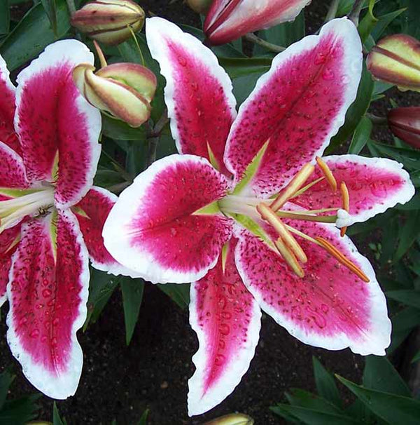 white lily with red center Starfighter Oriental Lily