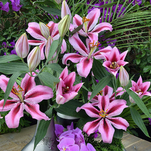 Jaybird Oriental Lily