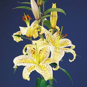 Tigermoon Oriental Lily