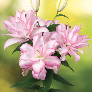Roselily Anouska Double Oriental Lily
