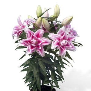 Roselily Nowa Double Oriental Lily