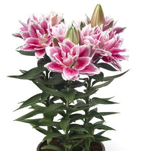 Roselily Samantha Double Oriental Lily