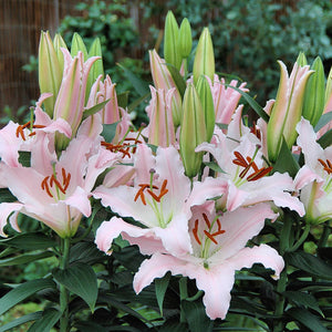 Sunny Bonaire Oriental Patio Lily
