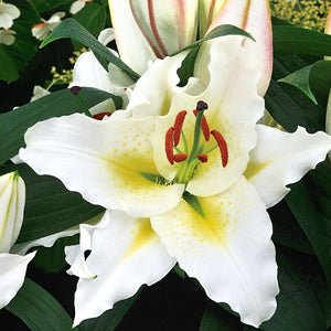 Sunny Azores Oriental Patio Lily 