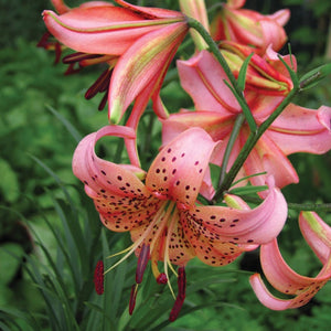 Pink Flight Tiger Lily