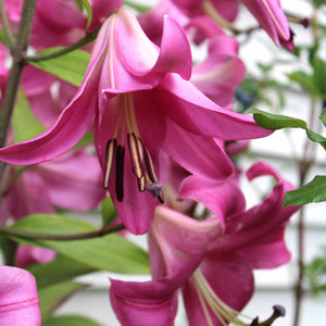 Purple Prince Oriental Trumpet Lily