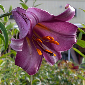 Purple Prince Oriental Trumpet Lily