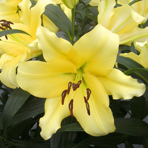 Outback Oriental Trumpet Lily