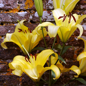 Outback Oriental Trumpet Lily