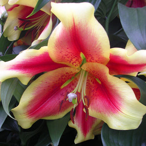 African Lady Oriental Trumpet Lily