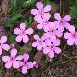 Saponaria ocymoides 