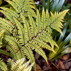 Athyrium otophorum 'Limelight'