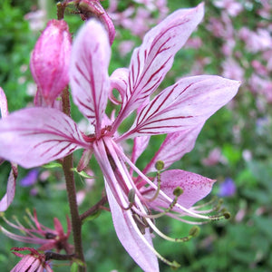 Dictamnus albus var. roseus