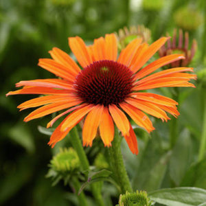Echinacea purpurea 'Orange Skipper'