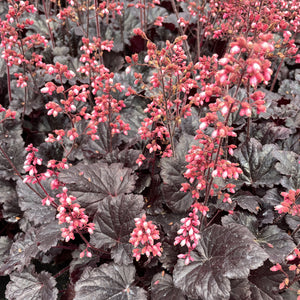 Heuchera 'Timeless Night'