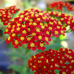 Achillea millefolium 'Paprika' 
