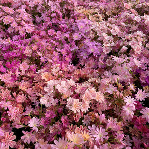 Lewisia cotyledon 'Sunset Strain'