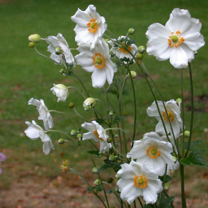 Anemone Hybrid 'Honorine Jobert'