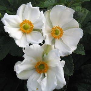Anemone Hybrid 'Honorine Jobert'