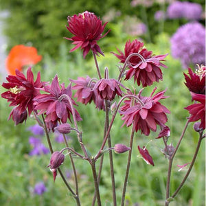 Aquilegia vulgaris 'Ruby Port'