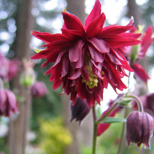 Aquilegia vulgaris 'Ruby Port'