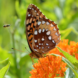 Asclepias tuberosa
