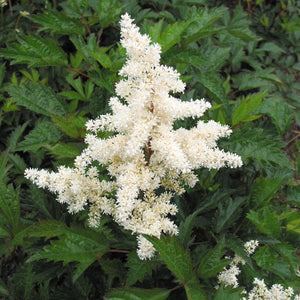 Astilbe arendsii 'Bridal Veil'