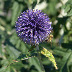 Echinops ritro 'Veitch's Blue'