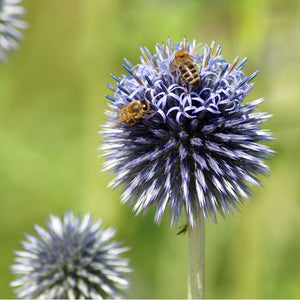 Echinops ritro 'Veitch's Blue'