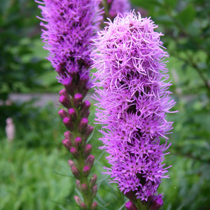 Liatris spicata