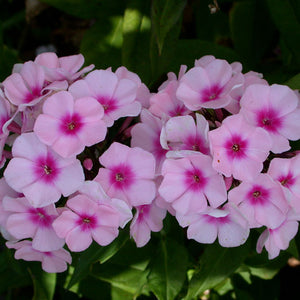 Phlox paniculata 'Bright Eyes'