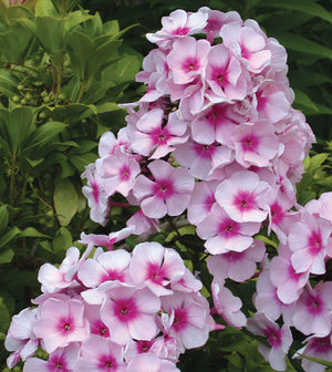 Phlox paniculata 'Bright Eyes'