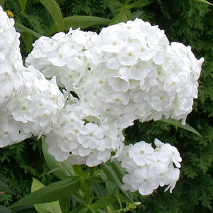 Phlox paniculata 'David'