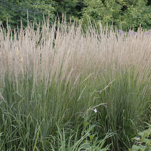 Calamagrostis acutiflora 'Karl Foerster'