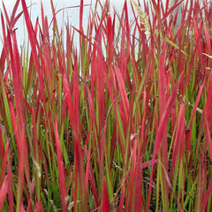 Imperata cylindrica 'Red Baron'