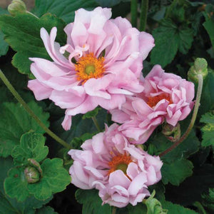 Anemone hybrid 'Queen Charlotte' 