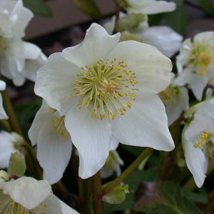 Helleborus niger 